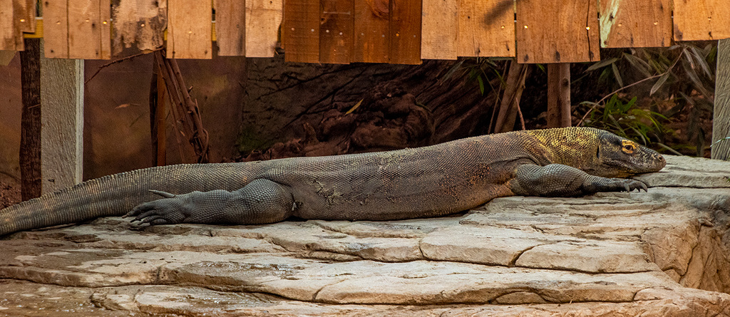 Komodo dragon