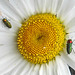 20200609 8271CPw [D~LIP] Glänzender Eckschildprachtkäfer (Anthaxia nitidukda) [m+w], Bad Salzufle