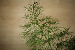 Fenchel - Fennel - Fenouil - Foeniculum vulgare