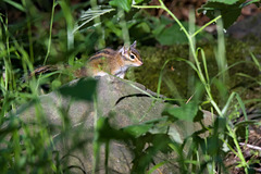 Chipmunk on a rock in the woods