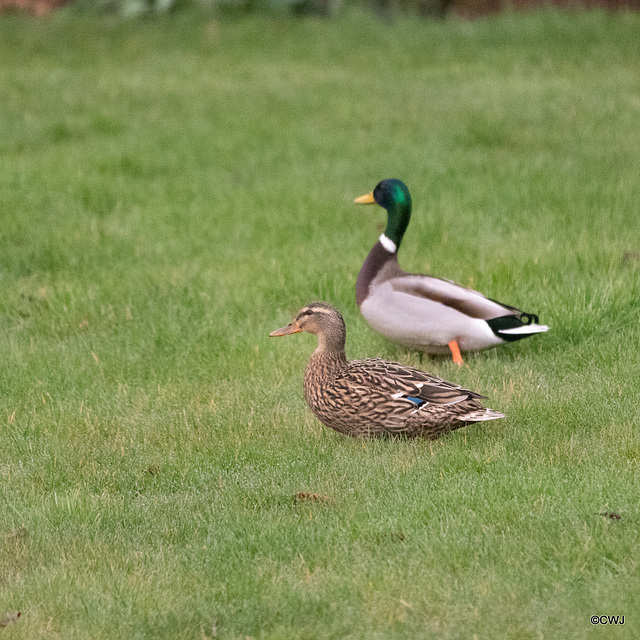 The Mallards