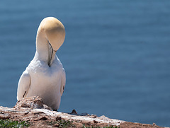 Basstölpel-Kolonie auf dem  Lummenfelsen - Helgoland (5 x PiP)