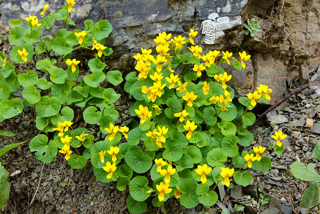 Wildes Stiefmütterchen - viola lutea