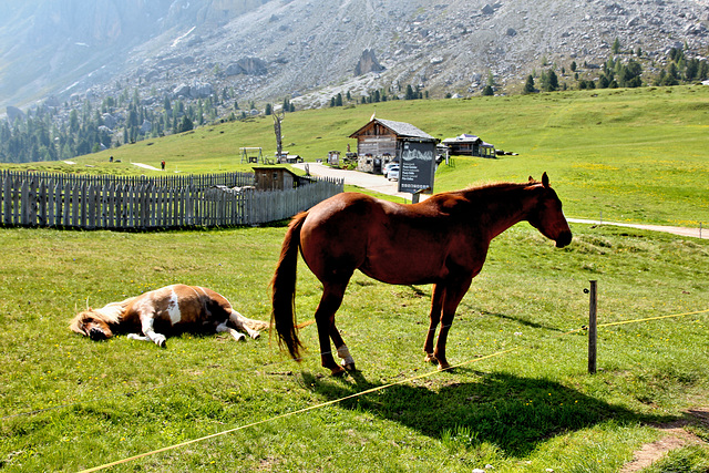 L(azy)HFF-Morning in the mountains (PicinPic)