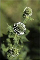 Echinops sphaerocephalus