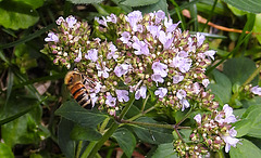 20230710 1706CPw [D~LIP] Gewöhnlicher Dost (Origanum vulgare), Honigbiene, Bad Salzuflen