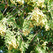 Thuja plicata aurescens