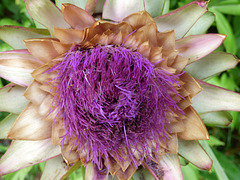 Flor de la alcachofa del sur