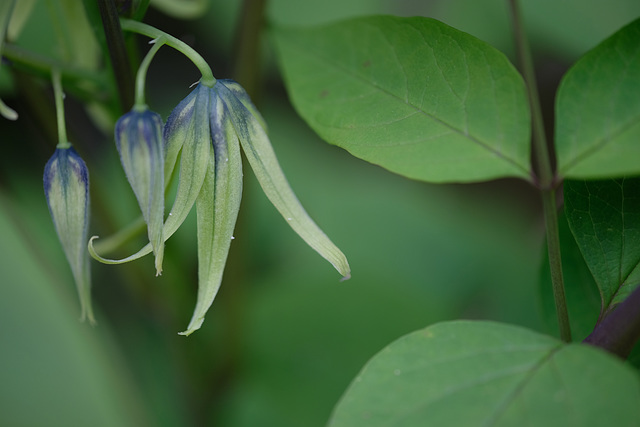 DSCF6634