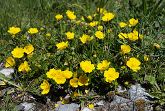 Potentilla aurea, Rasácea, Alpes FR