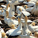 Cape Gannets "Sky-pointing", Lambert's Bay, South Africa