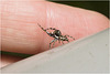 IMG 0294 Zebra Spider