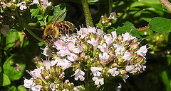 20230710 1708CPw [D~LIP] Gewöhnlicher Dost (Origanum vulgare), Honigbiene, Bad Salzuflen