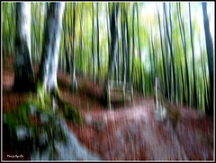 Bosque en movimiento