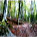 Bosque en movimiento