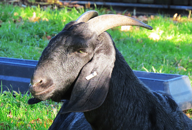 goat, stoke newington, london