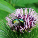 Auch Fliegen lieben Blumen...