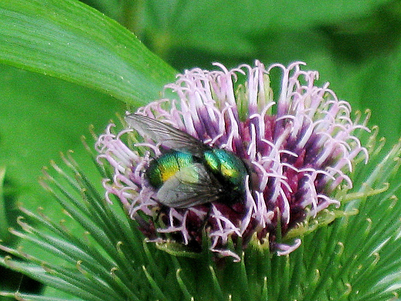 Auch Fliegen lieben Blumen...