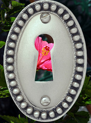 keyhole hot pink