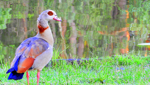 Nile goose