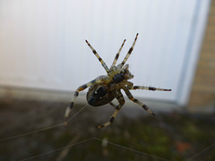 Spider - 5 October 2018