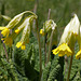 Primula veris, Primulaceae, Alpes FR