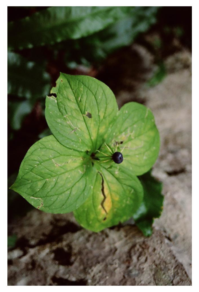 Crow's eye plant