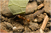 IMG 0299 Leaf cutter ant