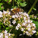 20230710 1709CPw [D~LIP] Gewöhnlicher Dost (Origanum vulgare), Honigbiene, Bad Salzuflen