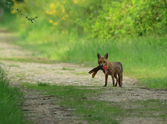 RENARD