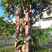 DSC06580 - escultura e pinhão-de-Madagascar Pandanus utilis, Pandanaceae