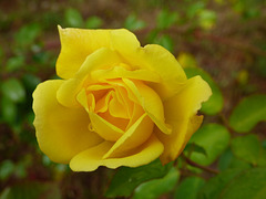 Rosa amarilla del sur de Chile