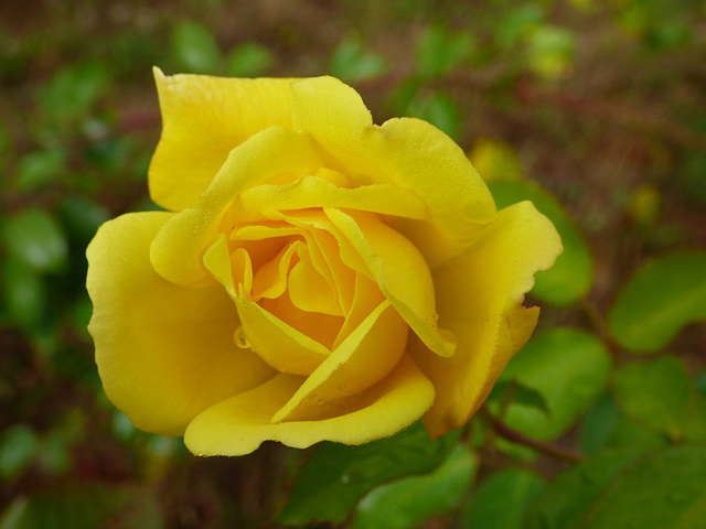 Rosa amarilla del sur de Chile