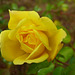 Rosa amarilla del sur de Chile