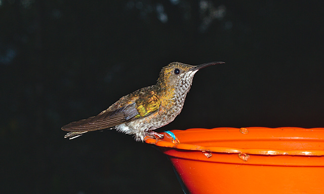 Hummingbird IMG_2821
