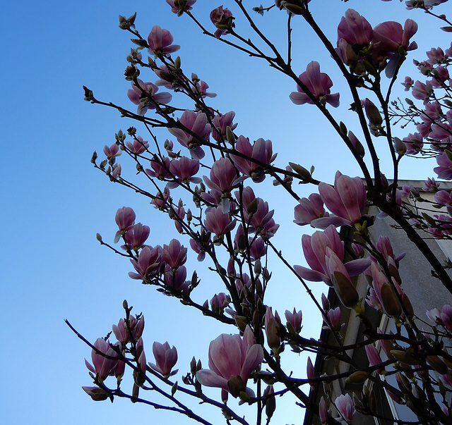 bon lundi à tous sous le ciel bleu