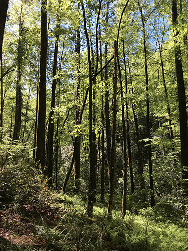 Habitat for Small Whorled Pogonia orchid in South Carolina