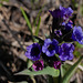 Pulmonaria longifolia, Boraginaceae, Alpes FR