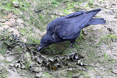 EOS 60D Unknown 2019 09 16 00710 Crow dpp