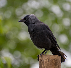 Jackdaw