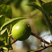 20190531-4345 Citrus aurantiifolia (Christm.) Swingle