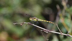 Madame Sympetrum strié