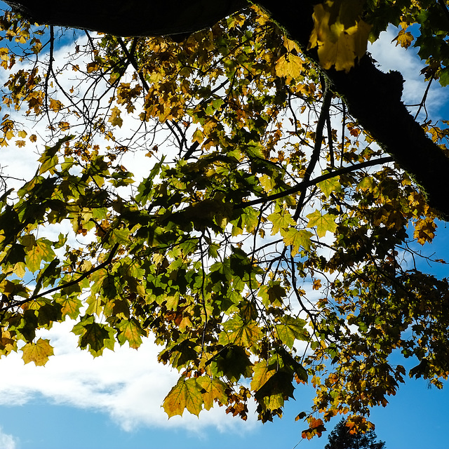 Skyward