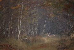 Soir d'automne