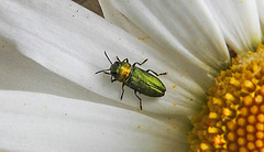 20200609 8275CPw [D~LIP] Glänzender Eckschildprachtkäfer (Anthaxia nitidukda) [m], Bad Salzufle