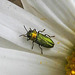 20200609 8275CPw [D~LIP] Glänzender Eckschildprachtkäfer (Anthaxia nitidukda) [m], Bad Salzufle