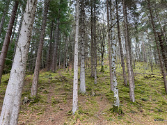 Evanton Woodland by the gorge