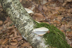 IMG 4445