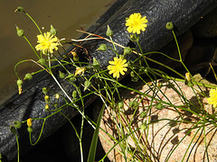 20230710 1710CPw [D~LIP] Kleinköpfiger Pippau (Crepis capillaris), Bad Salzuflen