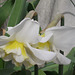 A new white and yellow daffodil